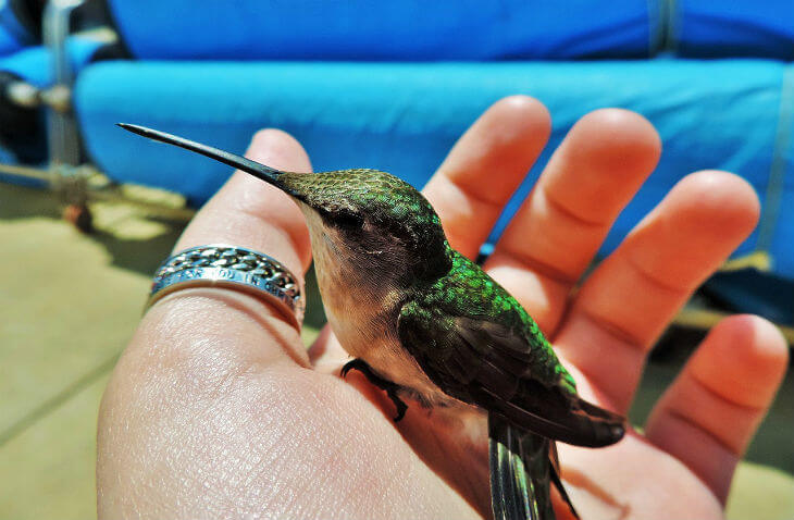significado esoterico del colibri