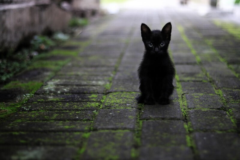 gato negro esoterismo