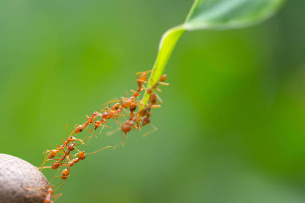 significado esoterico de las hormigas