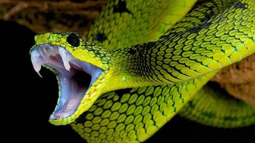 Que significa soñar con serpientes verdes