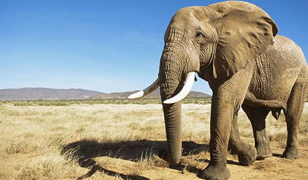 qué significa soñar con Elefantes