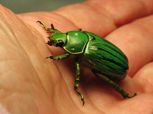 animal de poder escarabajo