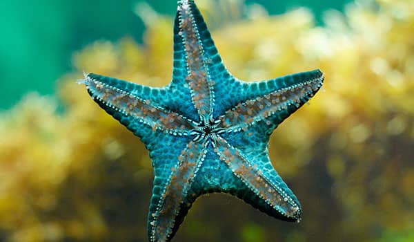 significado espiritual de la estrella de mar