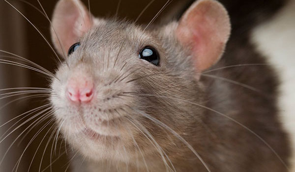 significado espiritual de las ratas
