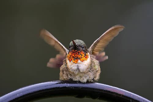 ver colibri significado