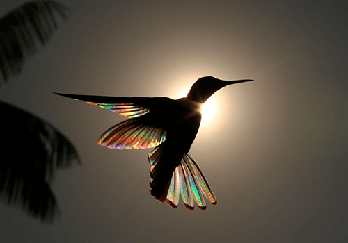 Que significa escuchar el canto de un colibrí