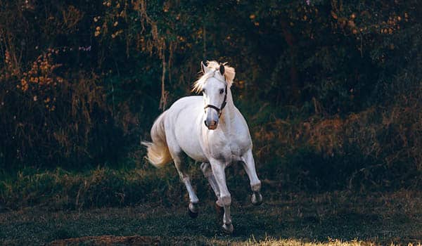 qué significa soñar con caballos corriendo