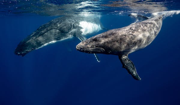 Qué significa soñar con ballena